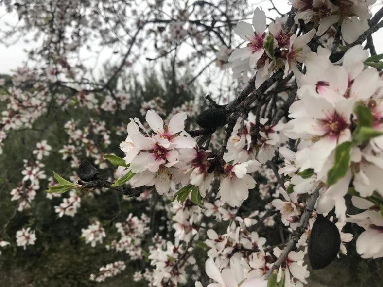 Hotel Torres I Villanueva Del Arzobispo Dış mekan fotoğraf